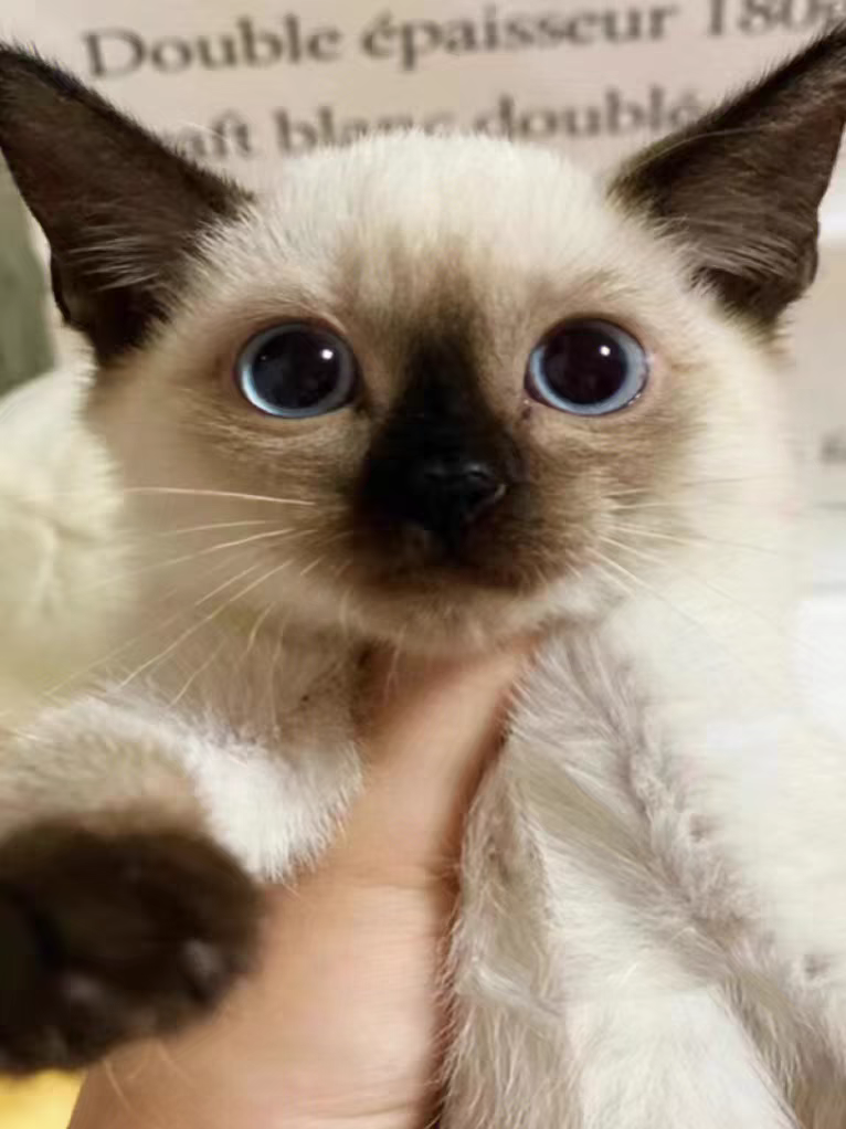 猫舍直销批发价格出售暹罗猫